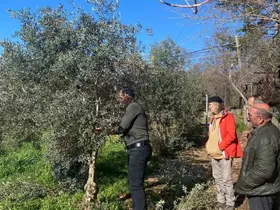 Menteşe’de zeytin ağaçları mercek altında
