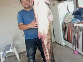Meriç Nehri’nde 2 metre 45 santimetrelik dev yayın balığı
