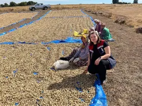 Meriç’te yer fıstığı hasadı başladı
