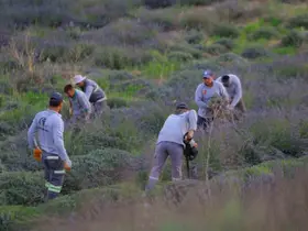 Merkezefendi’nin mor güzelliğinde hasat tamamlandı
