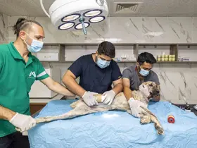 Mersin Büyükşehir Belediyesi yaralı sokak hayvanlarına umut oluyor
