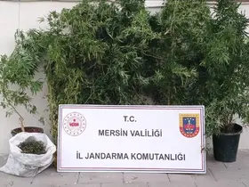 Mersin’de kenevir ekip uyuşturucu üreten şüpheli yakalandı
