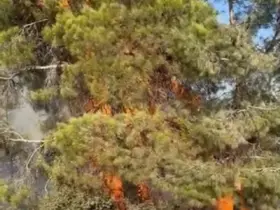 Mersin Erdemli’de orman yangını büyümeden söndürüldü
