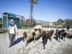 Mersin’de 360 yetiştiriciye 9 bin küçükbaş desteği
