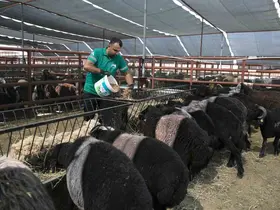 Mersin’de 420 yetiştiriciye 10 bin 500 küçükbaş hayvan desteği