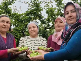 Mersin’de açıkta erik hasadı başladı, fiyatı 200 TL’ye kadar düştü
