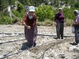 Mersin’de atalık ’Leklek’ fasulyesi yeniden toprakla buluştu
