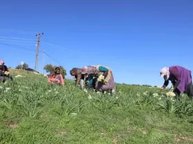 Mersin’de atıl araziler nergisle değerlendi, üretim 10 kat arttı

