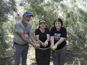 Mersin’de dağıtılan zeytin fidanları ürün verdi

