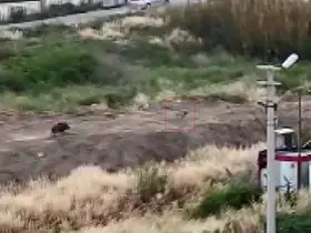 Mersin’de domuz sürüsü köpeği kovaladı: O anlar kamerada

