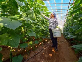 Mersin’de hıyar fidesi desteği Aydıncık’ta hasada dönüştü
