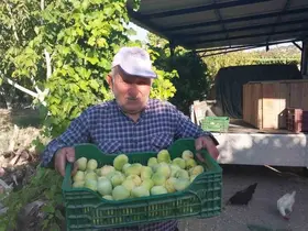 Mersin’de incir hasadı başladı
