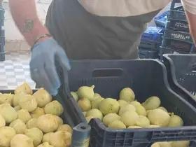 Mersin’de incir sezonu sona erdi, üreticisinin yüzü güldü
