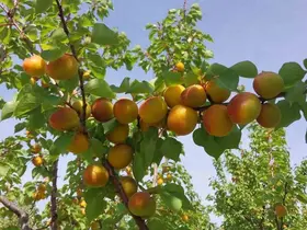 Mersin’de kayısı hasadı başladı, üretici verimden memnun
