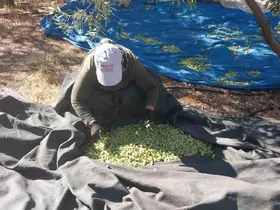Mersin’de zeytin hasadı başladı: Bahçede 10 ile 60 TL arasında
