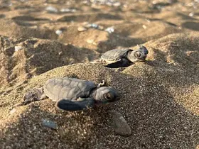 Mersin’den 100 bin yavru ’caretta caretta’ Akdeniz’le buluştu
