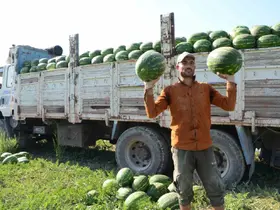 Mevsimlik işçilerin karpuz mesaisi
