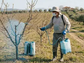 Meyve üreticilerine bordo bulamacı uyarısı
