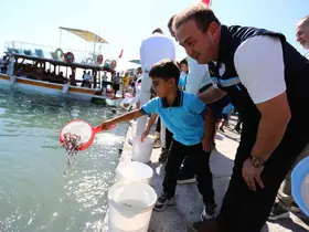 Milas Boğaziçi’ne 150 bin çipura ve 10 bin levrek yavrusu bırakıldı
