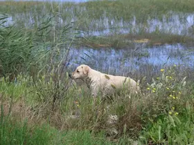 Milleyha Sulak Alanına 5 yavru köpeği bırakan 2 şahsa 540 bin TL para cezası uygulandı
