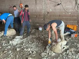 Milyonlarca lira değerindeki yapağının ekonomiye kazandırılması için tesis çağrısı
