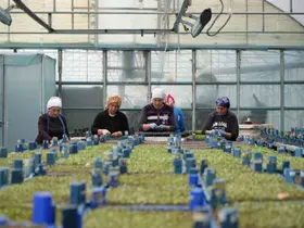 Milyonlarca sebze fidesi profesyonel ellerde üretiliyor
