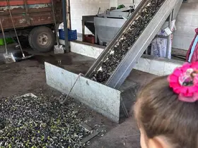 Minikler zeytinin ağaçtan sofraya uzanan serüvenini uygulamalı öğrendi
