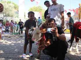 Muğla’da Buzağı Güzellik Yarışması düzenlendi
