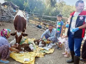Muğla’da yeni doğan buzağılar için seferberlik
