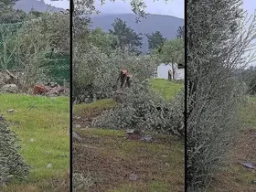 Muğla’da "zeytin kesim" tartışmasına, valilik soruşturma başlattı
