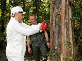 Muğla’daki Sığla ormanlarından 1 ton Sığla yağı üretimi bekleniyor
