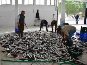 Muğla’nın ihracatında su ürünleri, zeytin ve madencilik öne çıkıyor
