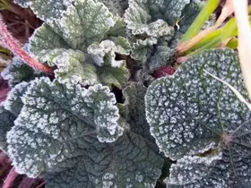 Muğla’nın sahil kesimlerine zirai don uyarısı
