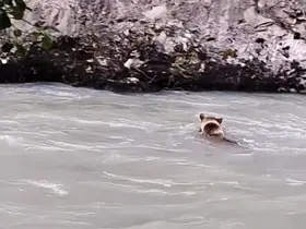 Munzur Nehri’ni geçmeye çalışan ayının mücadelesi kamerada
