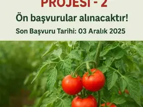 Muradiye’de "Domates Yetiştiriciliği" projesi için ön başvurular başladı
