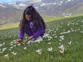 Muş Ovası çiğdemlerle renklendi
