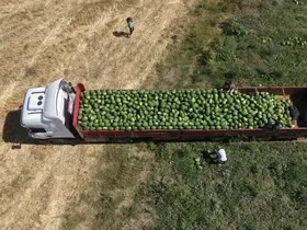 Muş Ovası’nda karpuz hasadı başladı: 2,1 milyar liralık gelir hedefleniyor
