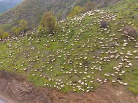 Muşlu besicilerin yaylalara yolculuğu başladı

