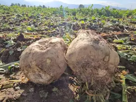 Muşlu çiftçi 220 dönüme pancar ekti, 2 bin ton ürün bekliyor
