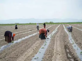 Muş’ta aromasıyla öne çıkan karpuzun ekimine başlandı
