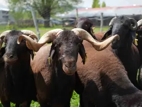 Muş’ta hayvan pazarlarında beklenen hareketlilik yaşanmıyor
