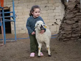 Muş’ta hayvan sayısı 1,4 milyonu aştı: 650 bin kuzu ve oğlak doğumu bekleniyor
