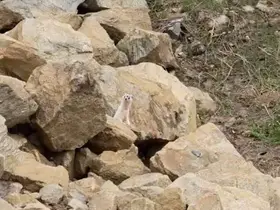 Muş’ta nadir görülen beyaz sansar görüntülendi
