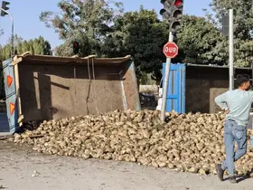Muş’ta şeker pancarı yüklü traktör devrildi
