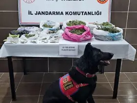 Muş’ta uyuşturucu operasyonu: 1 gözaltı
