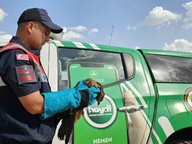 Muş’ta yaralı bulunan kartal koruma altına alındı
