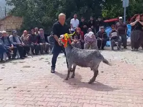Mut’ta ’keçi güzellik yarışması’ düzenlendi
