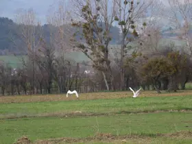 Nadir rastlanan beyaz balıkçıl kuşlar Bolu’da görüntülendi
