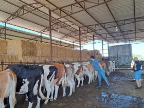 Nazilli’de aşılama çalışmaları sürüyor
