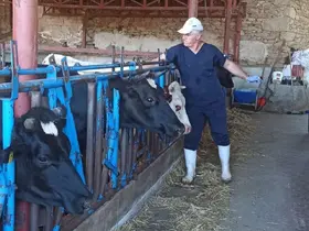 Nazilli’de şap aşılama çalışmaları tamamlandı
